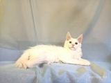 Xl Maine Coon White Blue Eyed & Odd Eyed