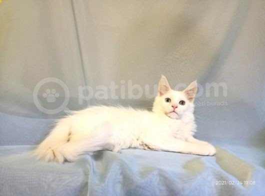 Xl Maine Coon White Blue Eyed & Odd Eyed görsel