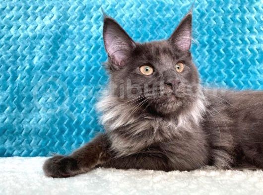 Xl Maine Coon Blue Smoke Dişi görsel