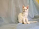 Xl Maine Coon White Blue Eyed & Odd Eyed