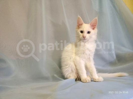 Xl Maine Coon White Blue Eyed & Odd Eyed görsel