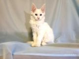 Xl Maine Coon White Blue Eyed & Odd Eyed