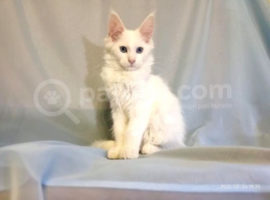 Xl Maine Coon White Blue Eyed & Odd Eyed görsel
