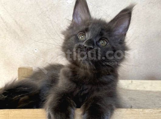 Xl Maine Coon Blue Dişi görsel