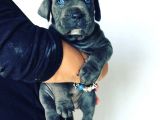 Cane Corso Yavruları