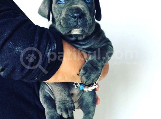 Cane Corso Yavruları görsel