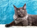 Xl Maine Coon Blue Smoke Dişi