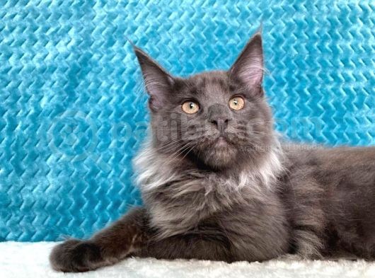 Xl Maine Coon Blue Smoke Dişi görsel