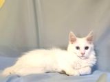 Xl Maine Coon White Blue Eyed & Odd Eyed