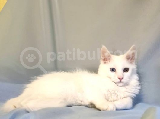 Xl Maine Coon White Blue Eyed & Odd Eyed görsel