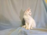 Xl Maine Coon White Blue Eyed & Odd Eyed