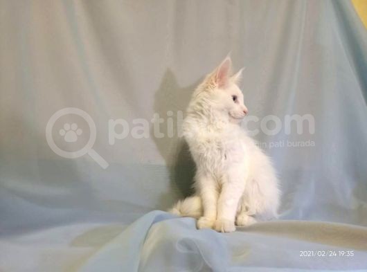 Xl Maine Coon White Blue Eyed & Odd Eyed görsel