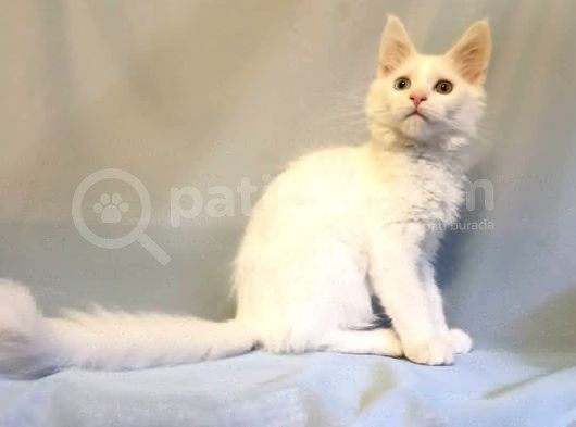 Xl Maine Coon White Blue Eyed & Odd Eyed görsel