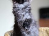 Xl Maine Coon Secereli Black Smoke Dişi