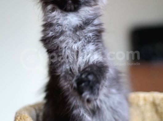 Xl Maine Coon Secereli Black Smoke Dişi görsel