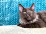 Xl Maine Coon Blue Smoke Dişi