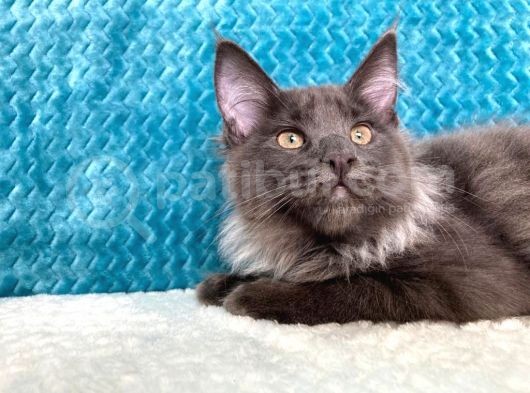 Xl Maine Coon Blue Smoke Dişi görsel