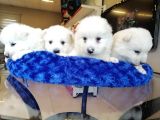 Safkan Beyaz Samoyed Bebekler Irk Garanti̇li̇