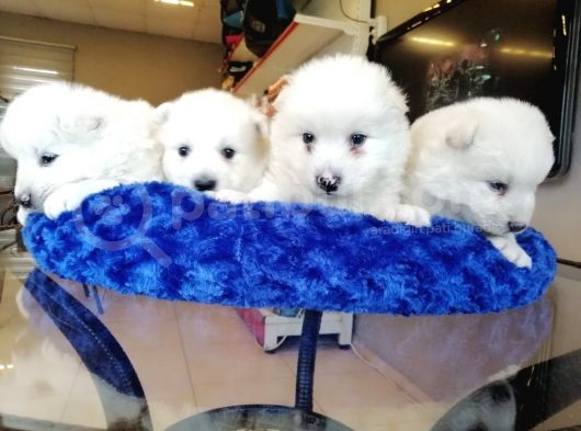 Safkan Beyaz Samoyed Bebekler Irk Garanti̇li̇ görsel