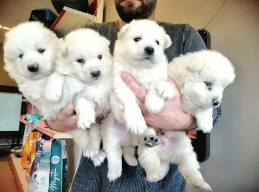 Safkan Beyaz Samoyed Bebekler Irk Garanti̇li̇