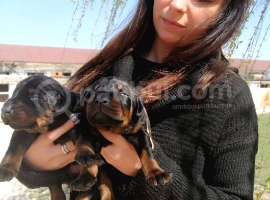 Onaylı Çiftlikten Irk Garantili Doberman Yavruları görsel