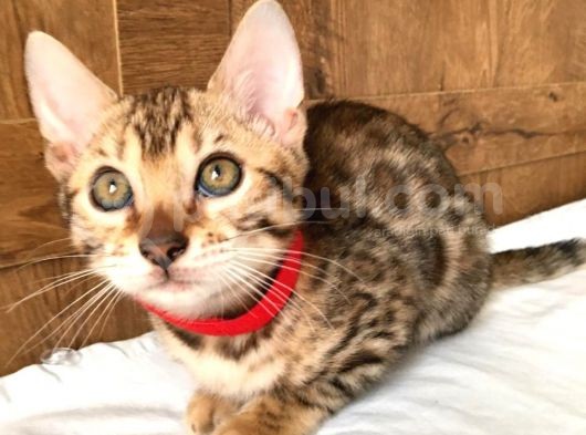 Safkan Bengal Kedileri “Tıca Secereli” görsel