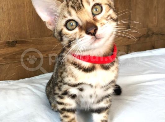 Safkan Bengal Kedileri “Tıca Secereli” görsel