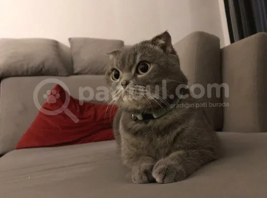 4 Yaşında Dişi Kısır Scottish Fold