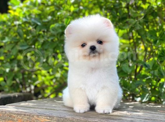 Orijinal Safkan Yavru Pomeranian görsel