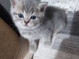 1 Şubat Doğumlu Kızlar