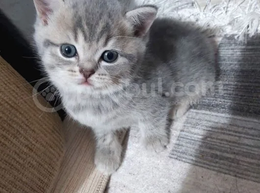 1 Şubat Doğumlu Kızlar