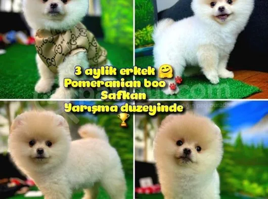 Pomeranian Boo  Safkan A Plus Yarışma Dereceli