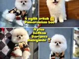Pomeranian Boo A Plus Safkan Yarışma Duzeyinde