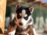 Sibirya Kurdu (Husky)