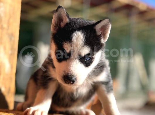 Sibirya Kurdu (Husky) görsel