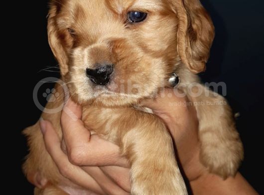 American Cocker görsel
