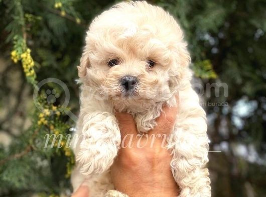 İrk Ve Saglik Garantili Disi Maltipoo Yavrumuz görsel