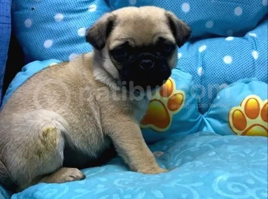 Pug Mops