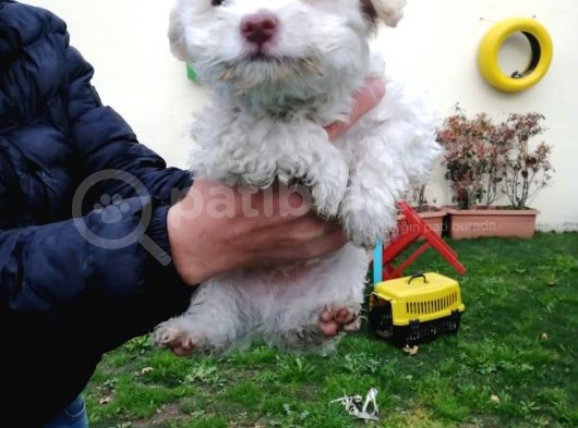 Maltipoo Yavrular görsel