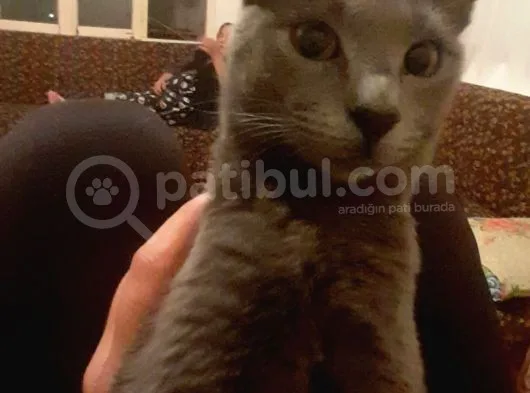 6 Aylık Russian Blue