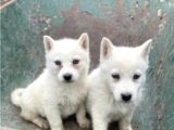 Sibirya Kurdu (Husky)