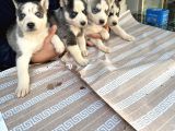 Sibirya Kurdu (Husky)