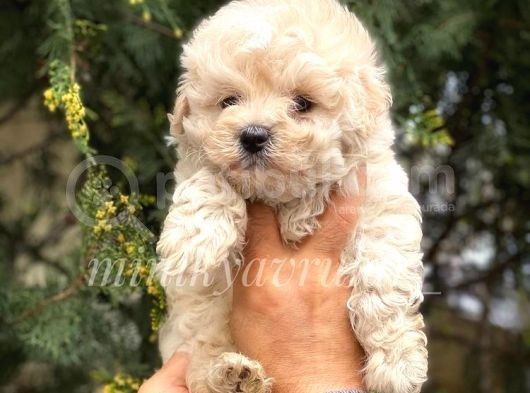 İrk Ve Saglik Garantili Disi Maltipoo Yavrumuz görsel