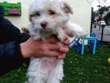 Maltipoo Yavrular