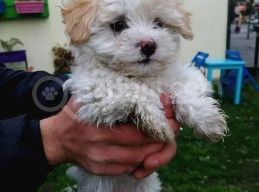 Maltipoo Yavrular