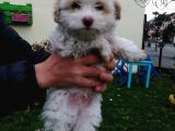 Maltipoo Yavrular