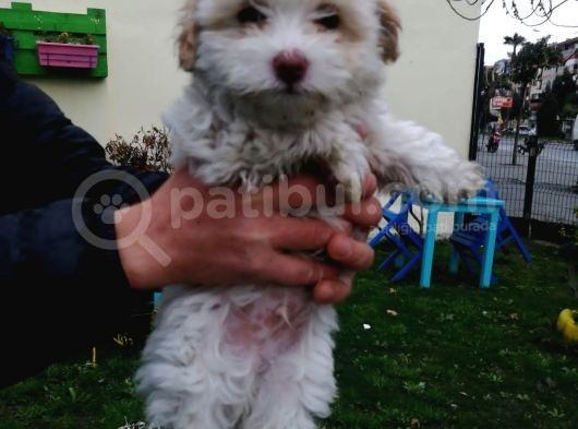 Maltipoo Yavrular görsel