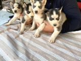 Sibirya Kurdu (Husky)