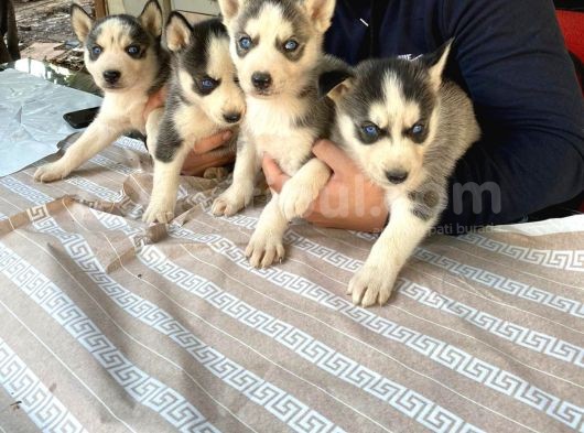 Sibirya Kurdu (Husky) görsel
