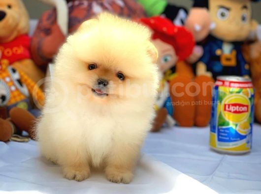 Show Kalite Pomeranian Yavrularımız görsel